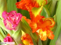 Gladiolen auf einem Balkon