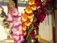 Gladiolen auf einem Balkon